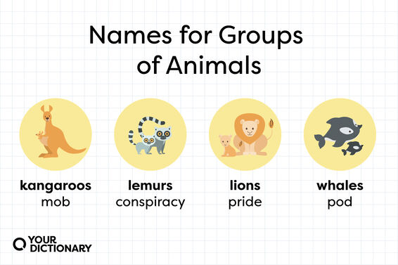 animal group names for kangaroos, lemurs, lions, and whales from the article